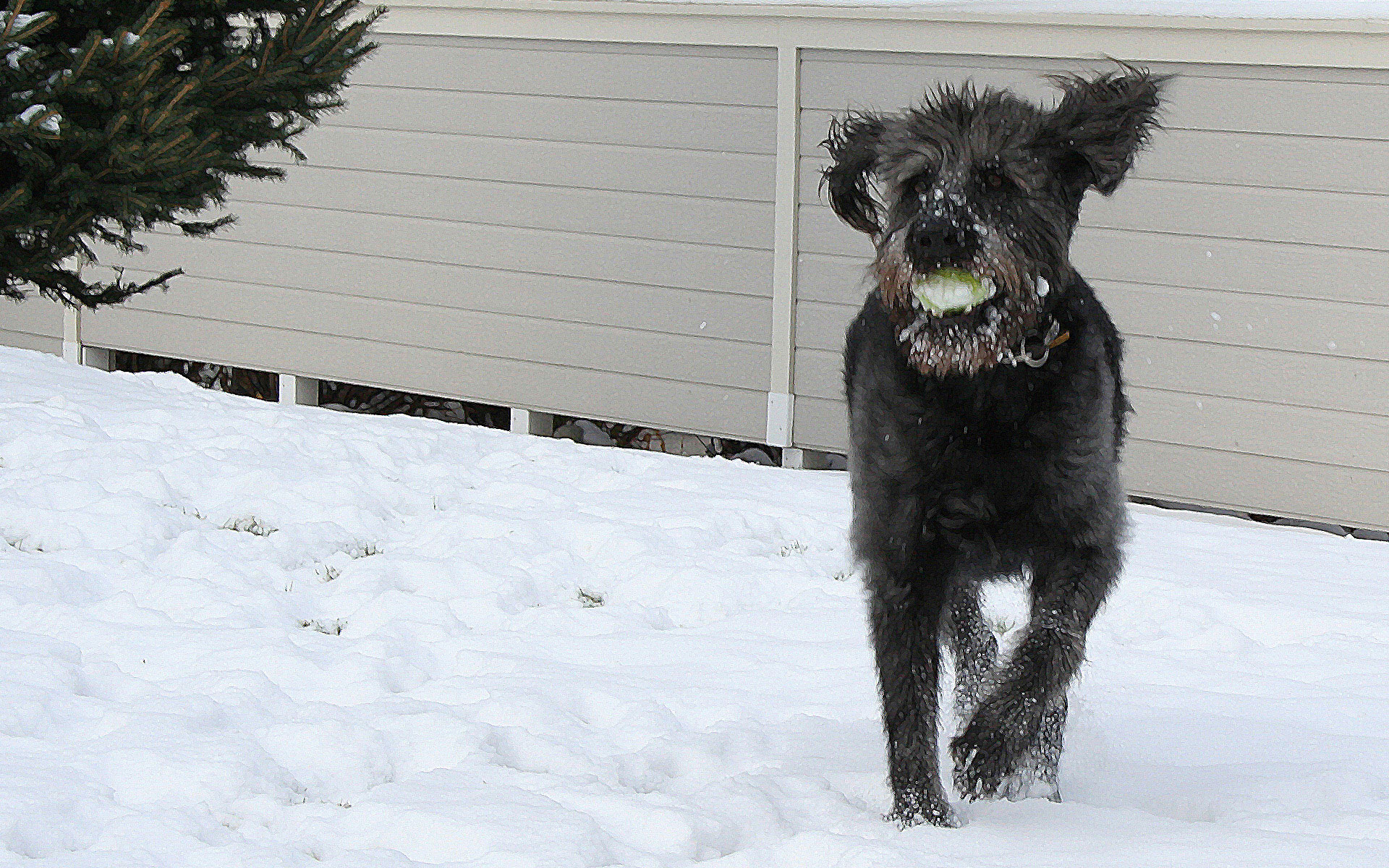 Jasper's Glamor Shot &bull; Labradoodle