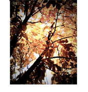 Fall Leaves 2010